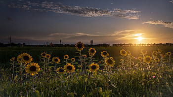 Sunflower Sunset, Nature, Sunset, Sunflower, field HD wallpaper