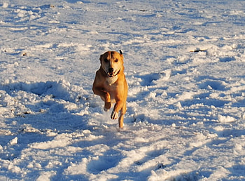 On clouds, dog, animal, clouds, run HD wallpaper