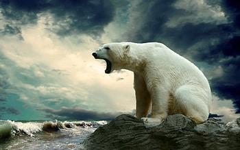 Kodiak Bear Bears Animals HD wallpaper