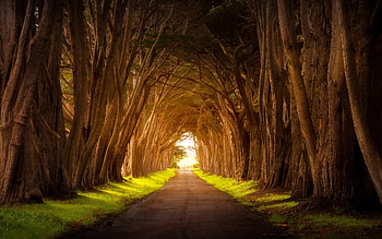 Tree Tunnel, road, tunnel, sun, tree HD wallpaper