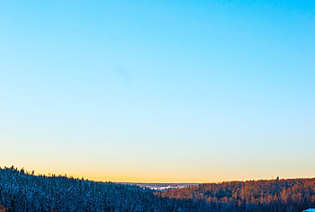 Nature, Trees, Sky, Forest HD wallpaper