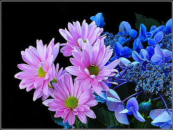 A bit of spring, blue, pink, black background, green, flowers, spring HD wallpaper