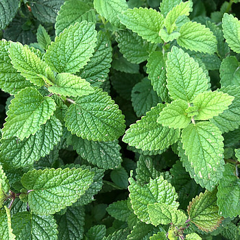 Citronella Lemon Balm, Sweet-scented herb, Herbal tea, Perennial plant HD phone wallpaper