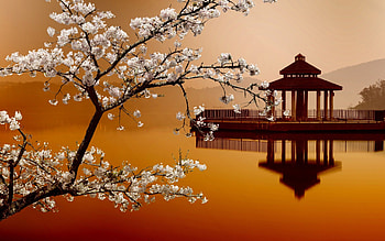 * Japan *, sacura, nature, flowers, flower HD wallpaper