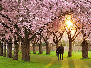 ~Love Together in Paradise~, i miss you, most ed, attractions in dreams, paradise, sweet couple, lovers, gardening, people, parks, love four seasons, love, flowers, romantic, together HD wallpaper