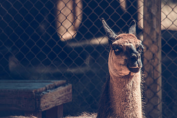 Animals, Muzzle, Sight, Opinion, Camel HD wallpaper