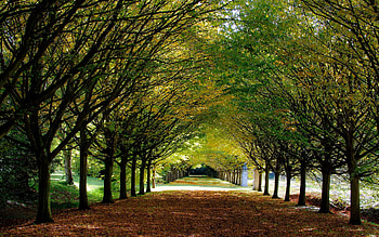 England, , Fall, Park, Anglesey Abbey HD wallpaper