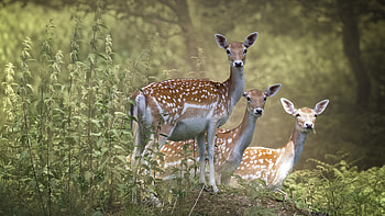 Fallow deer , , Stunning visuals, Nature's beauty HD wallpaper