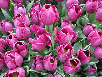 Plants, Flowers, Tulips HD wallpaper