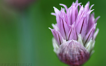 Beautiful Flowers, purple, nature, flowers, macro HD wallpaper
