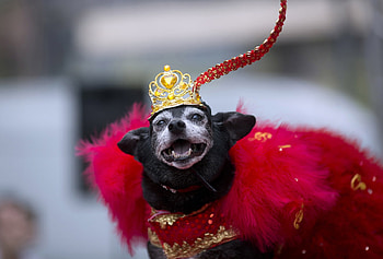 Blocao dog carnival, Feb 25 2017, Rio, Carnival, Dog, Blocao HD wallpaper
