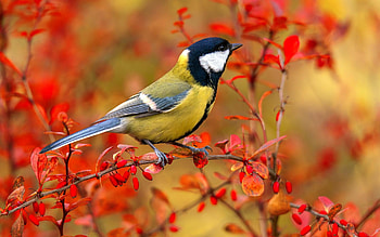 Tit, autumn, bird, tree, Latvia HD wallpaper