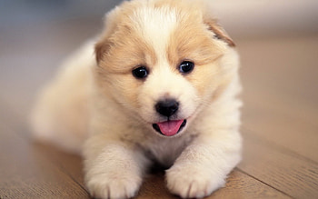 Animals, Dogs HD wallpaper