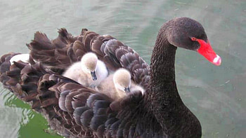 Black Swan, , Background , Bird HD wallpaper