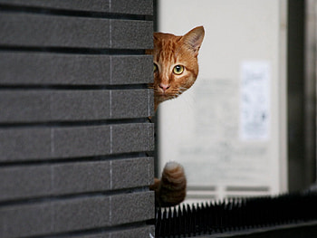 Animals, Cat, Muzzle, Eyes, Peek Out, Look Out HD wallpaper