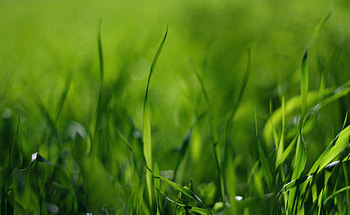 Grass, Macro, Shadow, Greased, Smeared HD wallpaper