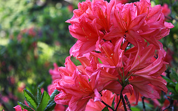 Plants, Flowers HD wallpaper