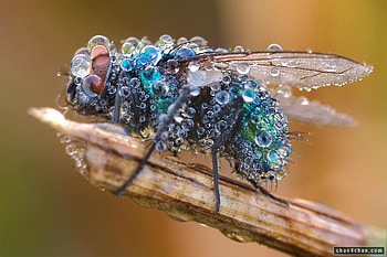 No Fly Zone, bubble, wing, stick, green HD wallpaper
