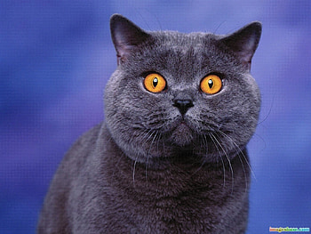 Animals, Cats HD wallpaper