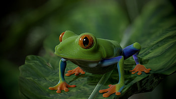 Artstation's wonders, Red Eye Tree Frog, CG artists' prowess, Creative amphibian HD wallpaper