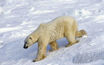 Animals, Snow, Bear, Stroll, Big, Large, Polar Bear HD wallpaper