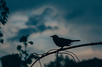 Dark, Silhouette, Bird, Branch HD wallpaper