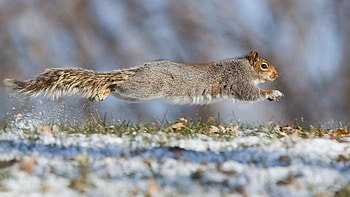 High Speed Squirrel, winter, animal, grass, snow HD wallpaper