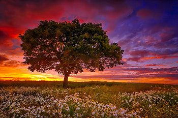 Camomile field at sunset, camomile, beautiful, tree, fiery, summer, field, sky, flowers, sunset, evening HD wallpaper