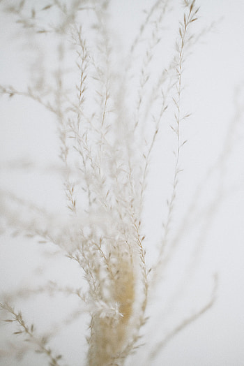 Plant, Macro, Branches HD phone wallpaper