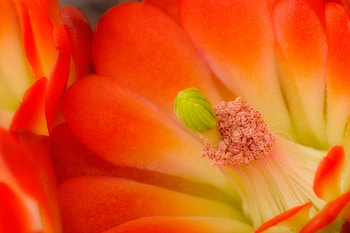 Flowers, beauty, flower HD wallpaper
