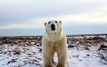 Animals, Muzzle, Sight, Opinion, Polar Bear HD wallpaper