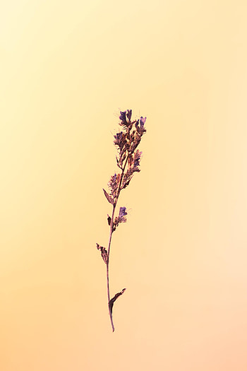 Flower, Plant, Macro, Minimalism, Herbarium HD phone wallpaper