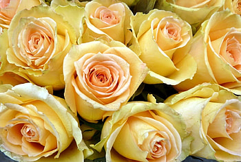 Flowers, Roses, Buds, Lot HD wallpaper