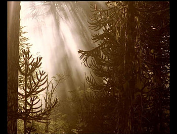 IN THE MIST OF TIME, mist, dinosaurs, time HD wallpaper