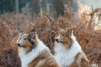 Collies, animal, dog, white, collie, couple, autumn, caine HD wallpaper