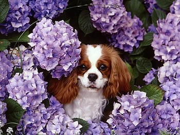 Animals, Dogs HD wallpaper