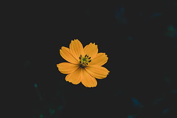 Beautiful golden cosmos flower blooming against a dark background, showcasing natural elegance. HD wallpaper