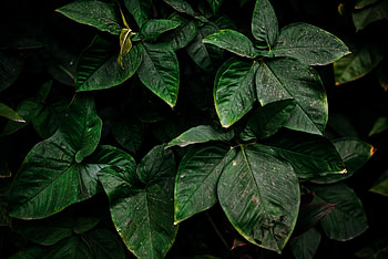 Leaves, Plant, Macro, Surface, Dirty HD wallpaper