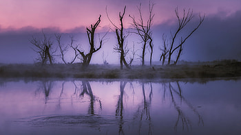 Dry trees, autumn, sunset, lake, reflections HD wallpaper