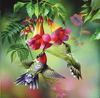 Hummingbirds, luleaua turcului, art, colibri, burd, summer, pink, painting, red, pictura, green, hummingbird, pasari, vara HD wallpaper