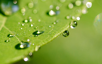 Leaves, Drops, Macro, Surface, Dew HD wallpaper