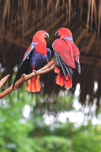 Animals, Birds, Parrots, Branch HD phone wallpaper