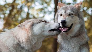 Animal Wolf Love HD wallpaper