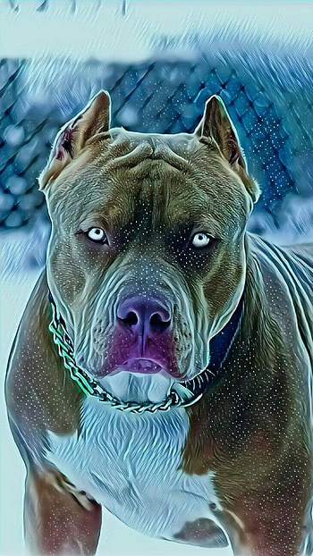 Arctic Gaze: Pit Bull, dog, Animal HD phone wallpaper