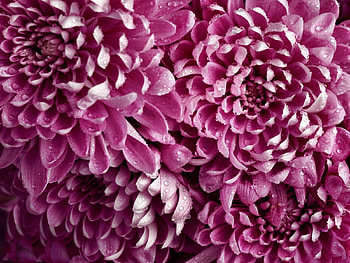 Flowers, Pink, Drops, Dahlias, Buds HD wallpaper