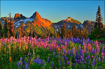 Summer Mountains, lupines, blossoms, colors, sky, flowers, sunset HD wallpaper