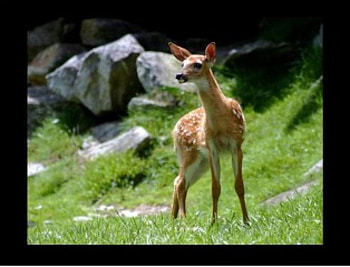 Spotted Fawn, fawn, deer, black frame, grass, rocks, mountain HD wallpaper