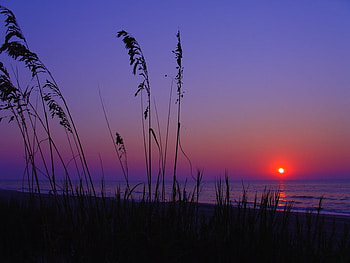 Beach Sunrise, Water, Beach, Plants, Silhouette, Sky HD wallpaper