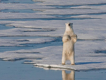 Polar Bear Standing, polar, water, bear, ice HD wallpaper