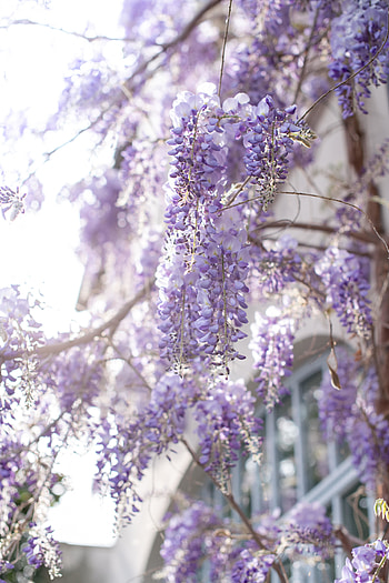 Purple-white flowers, blossom, tree branches HD phone wallpaper